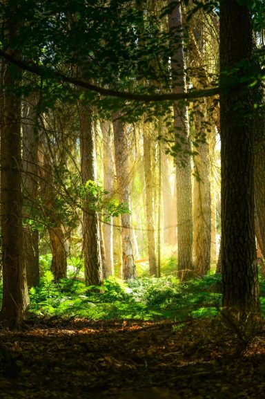 Wald bei Ehringen, Deutschland